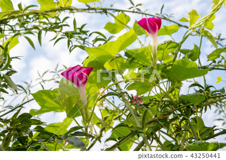 Morning glory 268 Morning glory 268 43250441