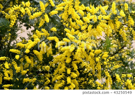 Akashiya含羞草在三鷹市中原開花 Akashiya含羞草在三鷹市中原開花 43250549