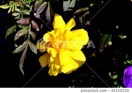 開花在三鷹中原的黃色萬壽菊 43250550