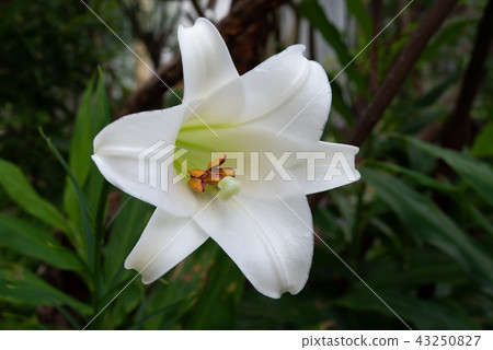 Lily 3 Lily 3 43250827