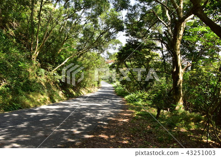 Forest road 43251003