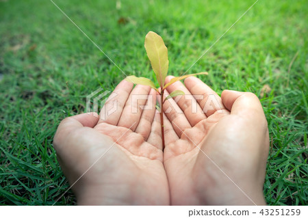 hand hodling plant hand hodling plant 43251259