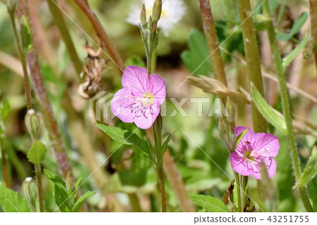 Yuge Shaw blooming in Mitaka Nakahara (Akabana Yuge Shaw) 43251755