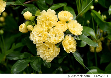 Yellow mockborne blooming in Mitaka Nakahara Yellow mockborne blooming in Mitaka Nakahara 43252001