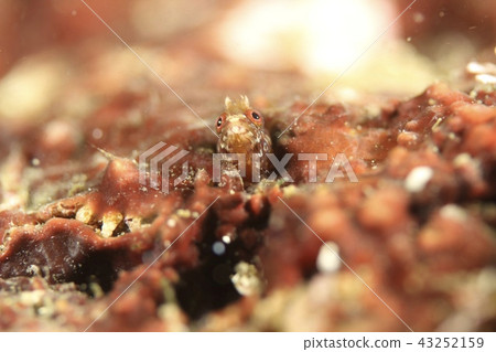 Our island kokegin pokoke ginkpo (hayama) tosshimakokeginpo Our island kokegin pokoke ginkpo (hayama) tosshimakokeginpo 43252159