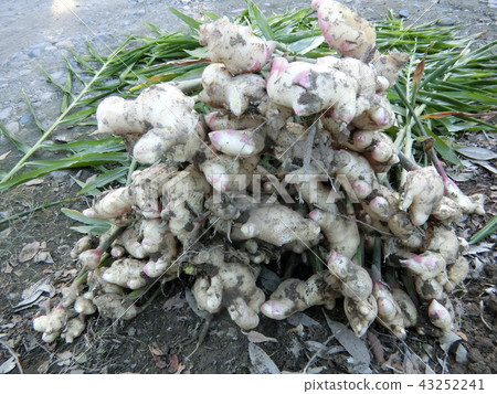 Ginger harvest Ginger harvest 43252241
