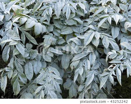 Konjak field 43252242