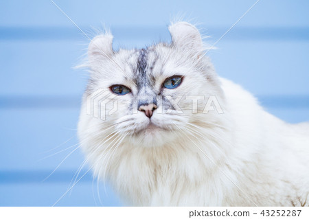 Portrait of cute American Curl cat 43252287