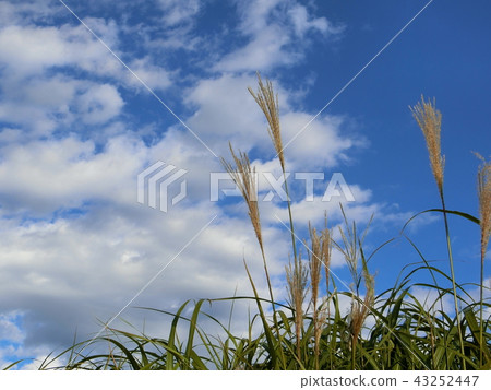 Nature healing ~ Autumn visit Hakone's young soba ~ 43252447