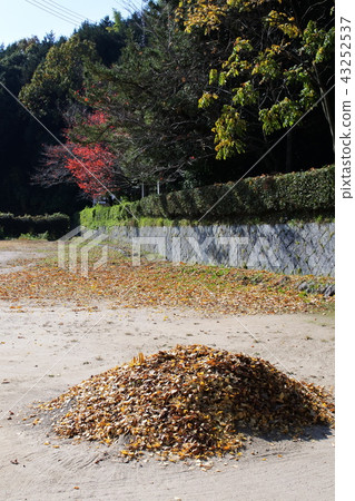 Ginkgo fallen leaves and bonfire 43252537
