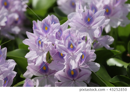 Water hyacinth of Honyakushi Temple 43252850