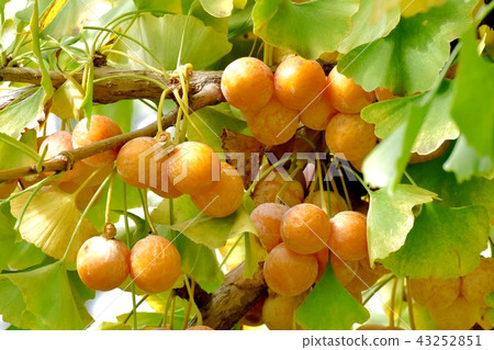 銀杏成為三鷹森川相鄰公園 43252851