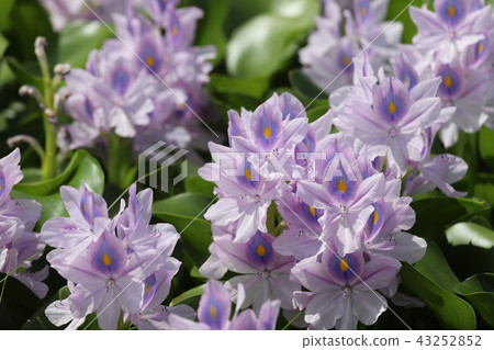 Water hyacinth of Honyakushi Temple 43252852