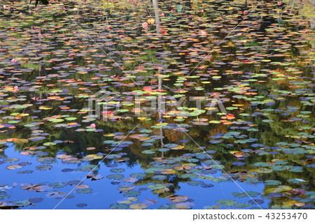 Autumn trail 43253470