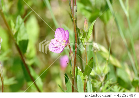 Yuge Shaw blooming in Mitaka Nakahara (Akabana Yuge Shaw) 43253497