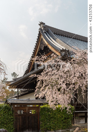 Myomonji - cherry tree 43253708