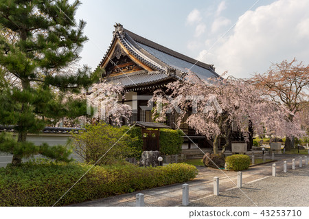 Myomonji - cherry tree 43253710