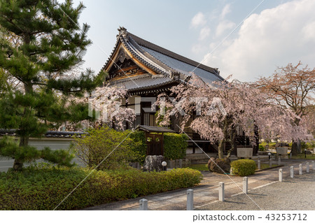 Myomonji - cherry tree Myomonji - cherry tree 43253712