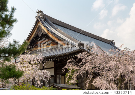 Myomonji - cherry tree Myomonji - cherry tree 43253714