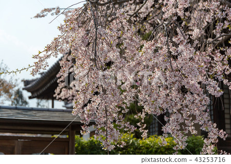 Myomonji  - 櫻桃樹 43253716