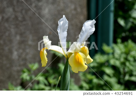 在三鷹中原開花的白色虹膜 在三鷹中原開花的白色虹膜 43254691