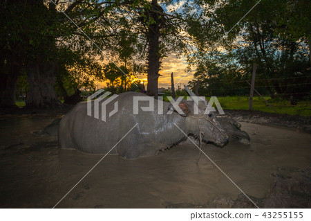 buffalo laying in the mud pond in twilight buffalo laying in the mud pond in twilight 43255155