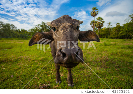 close up face of baby buffalo in the field close up face of baby buffalo in the field 43255161
