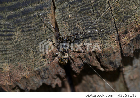 Nagagoma Kamikamiri Sapporo City 43255183