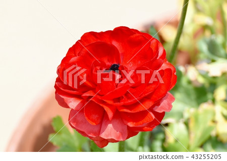 開花在Mitaka Nakahara的雙重開花的銀蓮花屬 43255205