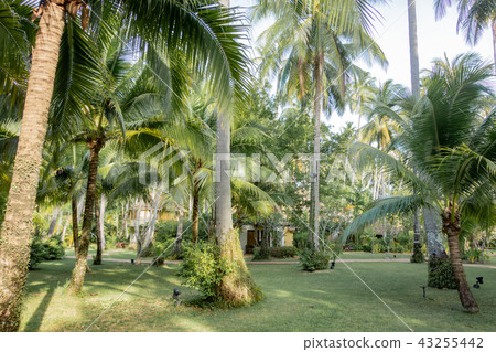 熱帶鄉村度假酒店的花園 熱帶鄉村度假酒店的花園 43255442