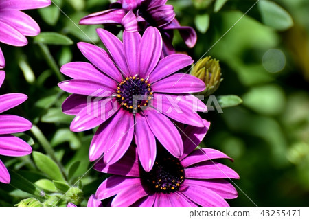 開花在三鷹中原的紫色osteoporomum 43255471