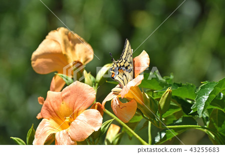 Swallowtail butterfly sucking nectar from Swallowtail butterfly sucking nectar from 43255683