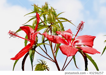 Momiji oo blooming in Mitaka Nakahara 43256257