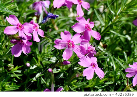 Pink shibazakura blooming in Mitaka Nakahara 43256389