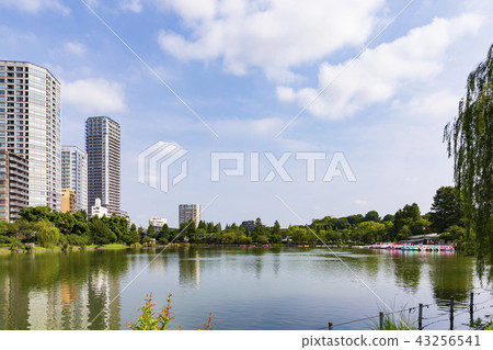 Shinobazu Pond Shinobazu Pond 43256541