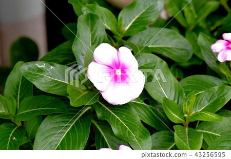Nichinichiso blooming in Mitaka Nakahara 43256595