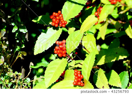 Senryo將成為三鷹中原的果實 Senryo將成為三鷹中原的果實 43256793