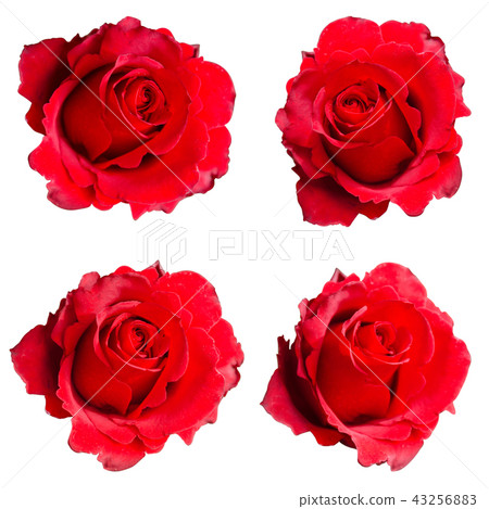 Collection set of red roses isolated 43256883