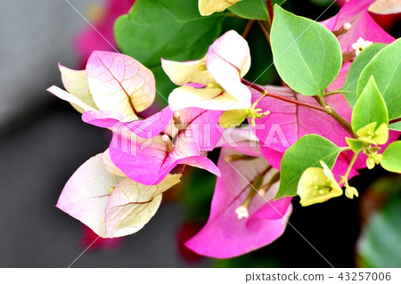 開花在三鷹中原的九重葛 開花在三鷹中原的九重葛 43257006