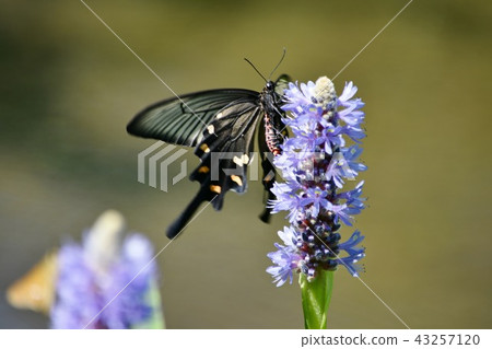 Japanese peacock butterfly stopping in Mizuaoi 43257120