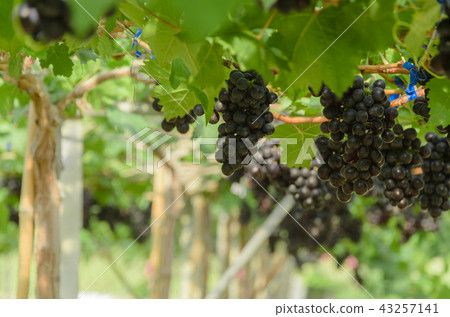 Ripening red grapes in countryside vineyard Ripening red grapes in countryside vineyard 43257141