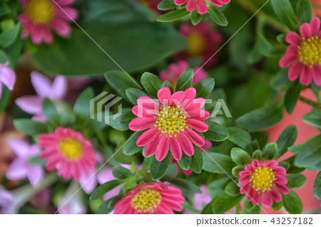 Buvaria和aster 43257182
