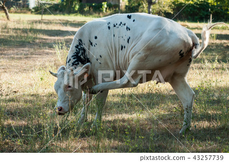 portrait of black and white cow scratching  43257739