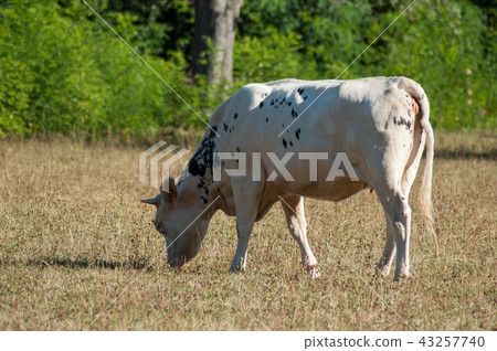 black and white cow grazing in a meadow 43257740