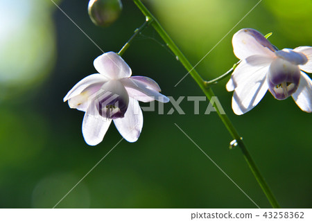 Renge shrews flowers Renge shrews flowers 43258362