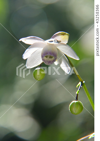 Renge shrews flowers 43258366