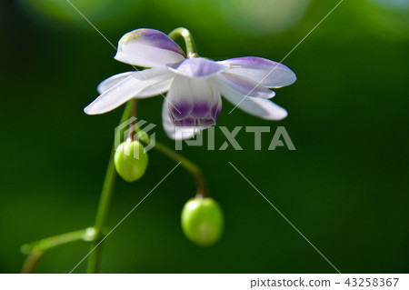 Renge潑花 Renge潑花 43258367