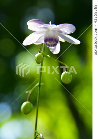 Renge潑花 Renge潑花 43258368