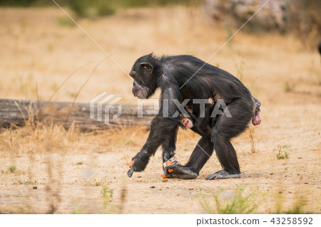 Common chimpanzee with a baby chimpanzee 43258592