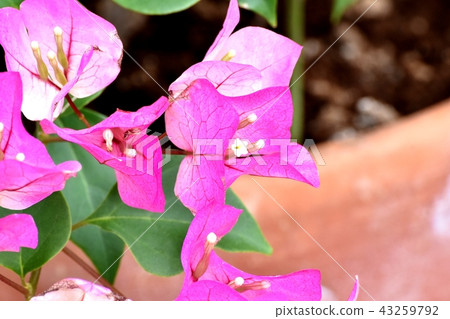 開花在三鷹中原的九重葛 開花在三鷹中原的九重葛 43259792